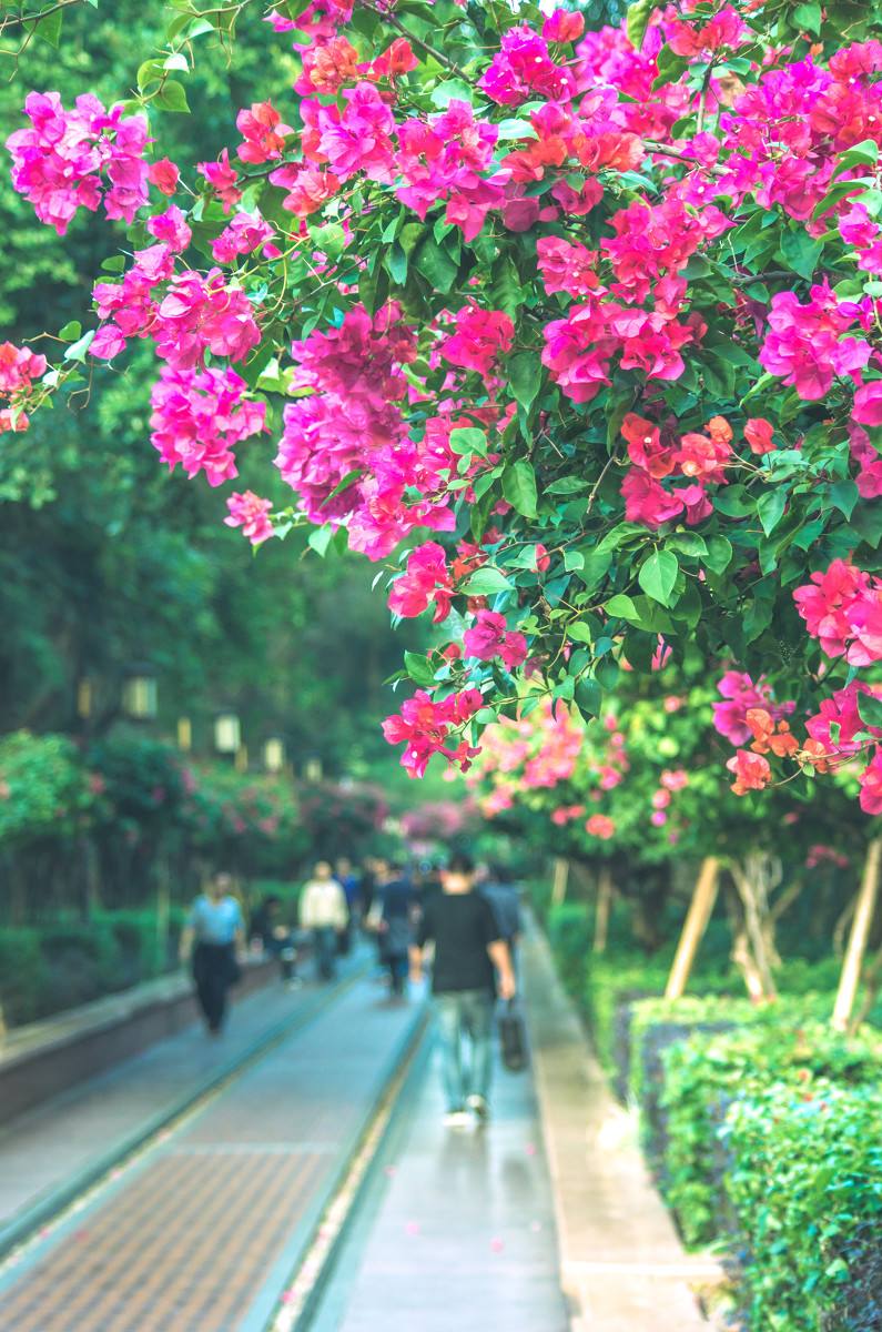 深圳，深圳.jpg
